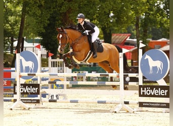 Oostenrijks warmbloed, Merrie, 17 Jaar, 174 cm, Bruin