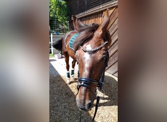 Oostenrijks warmbloed, Merrie, 18 Jaar, 165 cm, Donkere-vos