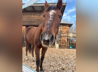 Oostenrijks warmbloed, Merrie, 19 Jaar, 165 cm, Donkere-vos