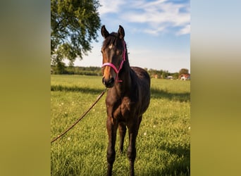 Oostenrijks warmbloed, Merrie, 1 Jaar, 155 cm, Bruin