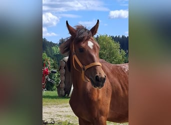Oostenrijks warmbloed, Merrie, 1 Jaar, 156 cm, Bruin