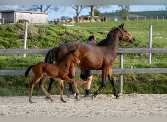 Oostenrijks warmbloed, Merrie, 1 Jaar, 168 cm, Bruin