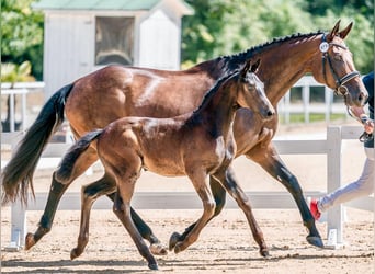 Oostenrijks warmbloed, Merrie, 1 Jaar, 169 cm, Zwartbruin