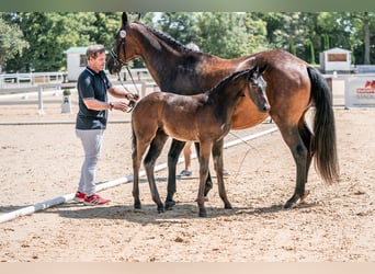 Oostenrijks warmbloed, Merrie, 1 Jaar, 169 cm, Zwartbruin