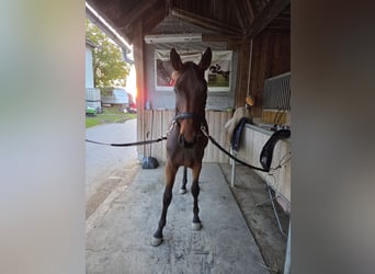 Oostenrijks warmbloed, Merrie, 1 Jaar, 170 cm, Bruin