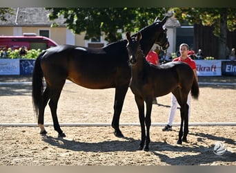 Oostenrijks warmbloed, Merrie, 1 Jaar, 170 cm, Donkerbruin