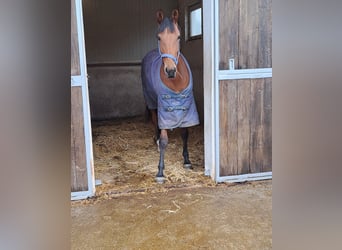 Oostenrijks warmbloed, Merrie, 1 Jaar, Bruin