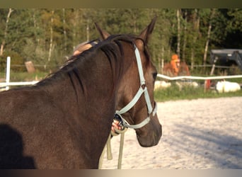 Oostenrijks warmbloed, Merrie, 1 Jaar, kan schimmel zijn