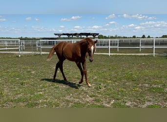 Oostenrijks warmbloed, Merrie, 1 Jaar, Vos