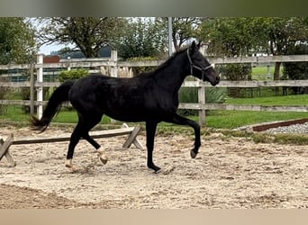 Oostenrijks warmbloed, Merrie, 2 Jaar, 168 cm, Zwart