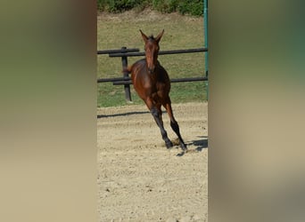 Oostenrijks warmbloed, Merrie, 2 Jaar, 170 cm, Bruin