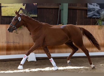 Oostenrijks warmbloed, Merrie, 2 Jaar, 170 cm, Vos