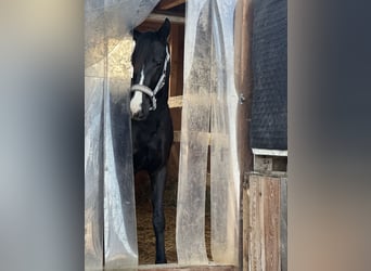 Oostenrijks warmbloed, Merrie, 3 Jaar, 150 cm, Donkere-vos