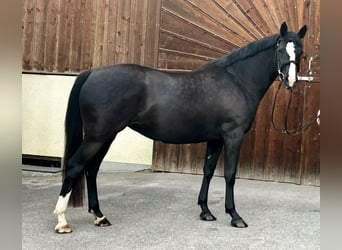 Oostenrijks warmbloed, Merrie, 3 Jaar, 163 cm, Zwart