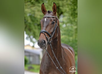 Oostenrijks warmbloed, Merrie, 3 Jaar, 167 cm, Brauner