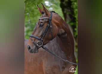 Oostenrijks warmbloed, Merrie, 3 Jaar, 167 cm, Brauner