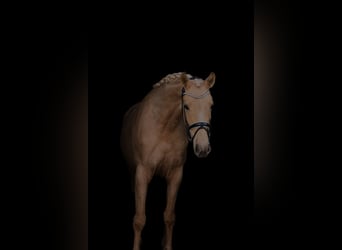 Oostenrijks warmbloed, Merrie, 3 Jaar, 168 cm, Palomino