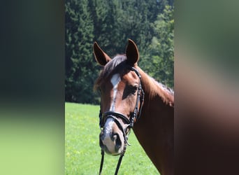 Oostenrijks warmbloed, Merrie, 3 Jaar, 169 cm, Donkere-vos