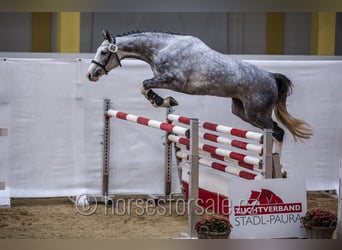 Oostenrijks warmbloed, Merrie, 3 Jaar, 169 cm, Schimmel