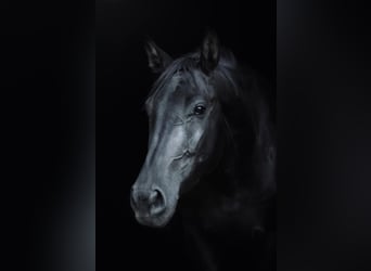 Oostenrijks warmbloed, Merrie, 3 Jaar, 170 cm, Zwart