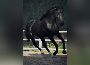 Oostenrijks warmbloed, Merrie, 3 Jaar, 170 cm, Zwart