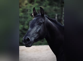 Oostenrijks warmbloed, Merrie, 3 Jaar, 170 cm, Zwart