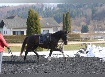 Oostenrijks warmbloed, Merrie, 3 Jaar, 170 cm, Zwart