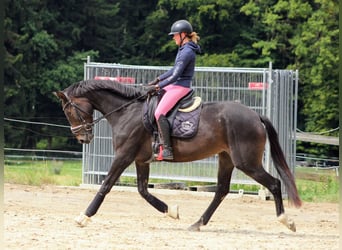 Oostenrijks warmbloed, Merrie, 3 Jaar, 172 cm, Donkerbruin