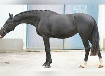 Oostenrijks warmbloed, Merrie, 3 Jaar, 172 cm, Zwart