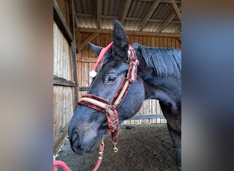 Oostenrijks warmbloed, Merrie, 3 Jaar, 178 cm, Zwart