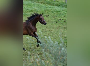 Oostenrijks warmbloed, Merrie, 3 Jaar, Bruin