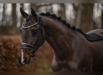 Oostenrijks warmbloed, Merrie, 4 Jaar, 152 cm, Donkerbruin