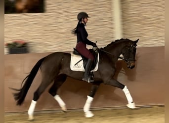 Oostenrijks warmbloed, Merrie, 4 Jaar, 152 cm, Donkerbruin