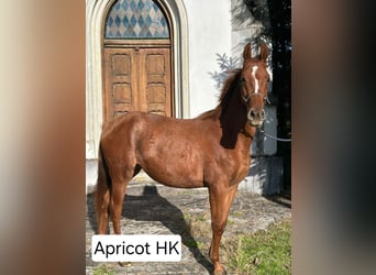 Oostenrijks warmbloed, Merrie, 4 Jaar, 160 cm, Vos