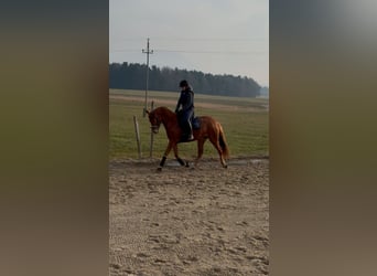 Oostenrijks warmbloed, Merrie, 4 Jaar, 162 cm, Vos