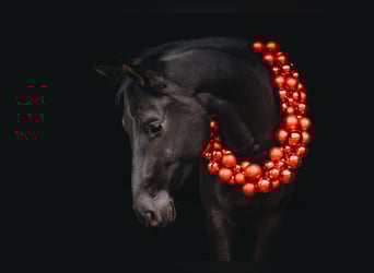 Oostenrijks warmbloed, Merrie, 4 Jaar, 163 cm, Zwart