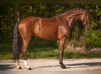 Oostenrijks warmbloed, Merrie, 4 Jaar, 165 cm, Bruin
