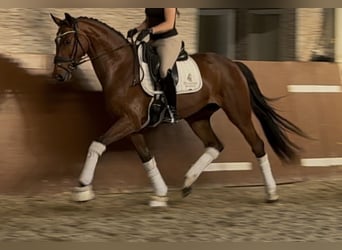 Oostenrijks warmbloed, Merrie, 4 Jaar, 165 cm, Bruin