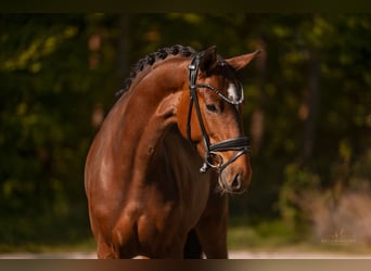 Oostenrijks warmbloed, Merrie, 4 Jaar, 165 cm, Bruin