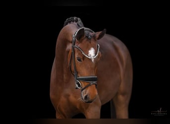 Oostenrijks warmbloed, Merrie, 4 Jaar, 165 cm, Bruin