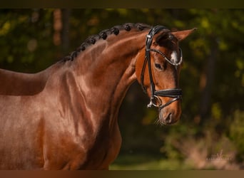 Oostenrijks warmbloed, Merrie, 4 Jaar, 165 cm, Bruin
