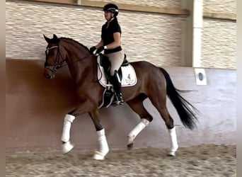 Oostenrijks warmbloed, Merrie, 4 Jaar, 165 cm, Bruin