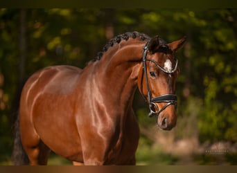 Oostenrijks warmbloed, Merrie, 4 Jaar, 165 cm, Bruin