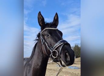 Oostenrijks warmbloed, Merrie, 4 Jaar, 165 cm, Zwart