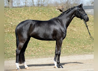 Oostenrijks warmbloed, Merrie, 4 Jaar, 167 cm, Zwart