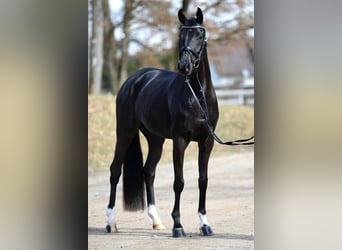 Oostenrijks warmbloed, Merrie, 4 Jaar, 167 cm, Zwart