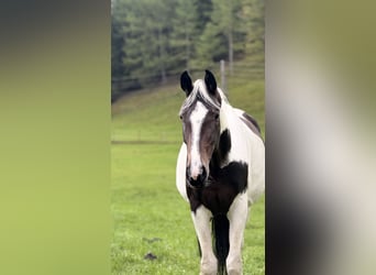 Oostenrijks warmbloed, Merrie, 4 Jaar, 168 cm, Gevlekt-paard