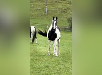 Oostenrijks warmbloed, Merrie, 4 Jaar, 168 cm, Gevlekt-paard