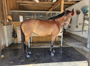Oostenrijks warmbloed, Merrie, 4 Jaar, 170 cm, Bruin