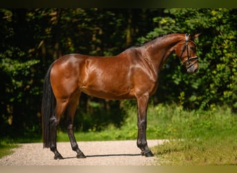 Oostenrijks warmbloed, Merrie, 4 Jaar, 170 cm, Donkerbruin